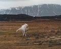 Icelandic horses. The Icelandic horse is a breed of horse developed in Iceland. Although the horses are small, at times Royalty Free Stock Photo