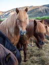 Icelandic horses. The Icelandic horse is a breed of horse developed in Iceland. Although the horses are small, at times pony-sized Royalty Free Stock Photo