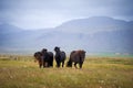 Icelandic horses Royalty Free Stock Photo