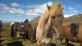 Icelandic Horses