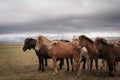 Icelandic horses Royalty Free Stock Photo