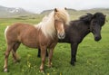 Icelandic Horses Royalty Free Stock Photo