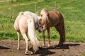 Icelandic horses making friends Royalty Free Stock Photo