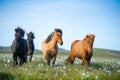 Icelandic horses in a meadow Royalty Free Stock Photo