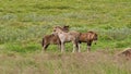 Icelandic horses in the meadow Royalty Free Stock Photo