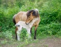 Icelandic Horses, Mother With Cute Baby Foal Cuddling