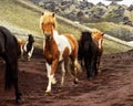 Icelandic horses in motion