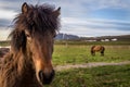 Icelandic horses in near Husavik Royalty Free Stock Photo