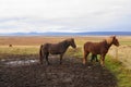 Icelandic Horses near Varmahlid in North West Iceland