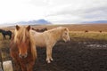 Icelandic Horses near Varmahlid in North West Iceland