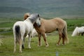 Icelandic horses nestling to each other