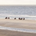 Icelandic horses on north seav beach of dutch island vlieland Royalty Free Stock Photo