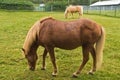 Icelandic horses at pasture on a green meadow Royalty Free Stock Photo