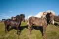 Icelandic horses Royalty Free Stock Photo