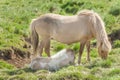 Icelandic horses Royalty Free Stock Photo