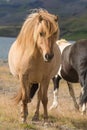 Icelandic horses, Reykholt, Iceland Royalty Free Stock Photo