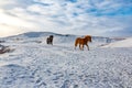 Icelandic horses run down snowy hill Royalty Free Stock Photo