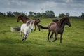 Icelandic Horses in summer ,Iceland. Royalty Free Stock Photo