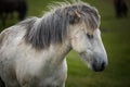 Icelandic Horses in summer ,Iceland. Royalty Free Stock Photo