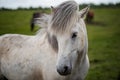 Icelandic Horses in summer ,Iceland. Royalty Free Stock Photo