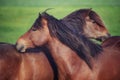 Icelandic Horses in summer ,Iceland. Royalty Free Stock Photo