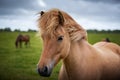Icelandic Horses in summer ,Iceland. Royalty Free Stock Photo