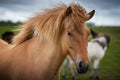Icelandic Horses in summer ,Iceland. Royalty Free Stock Photo