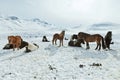 Icelandic Horses in their winter coat Royalty Free Stock Photo
