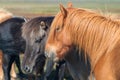 Icelandic Horses