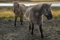 Icelandic Horses