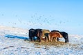 Icelandic horses walk in the snow near a haystack. Farm in Iceland Royalty Free Stock Photo