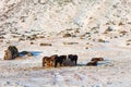 Icelandic horses walk in the snow near a haystack. Farm in Iceland