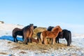 Icelandic horses walk in the snow near a haystack. Farm in Iceland