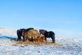 Icelandic horses walk in the snow near a haystack. Farm in Iceland Royalty Free Stock Photo