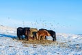 Icelandic horses walk in the snow near a haystack. Farm in Iceland