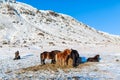 Icelandic horses walk in the snow near a haystack. Farm in Iceland