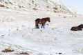 Icelandic horses walk in the winter in the snow on a hillside Royalty Free Stock Photo