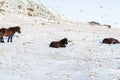 Icelandic horses walk in the winter in the snow on a hillside Royalty Free Stock Photo