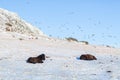 Icelandic horses walk in the winter in the snow on a hillside Royalty Free Stock Photo