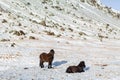 Icelandic horses walk in the winter in the snow on a hillside Royalty Free Stock Photo