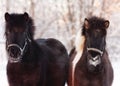 Icelandic horses in winter Royalty Free Stock Photo