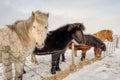 Icelandic Horses On Winter Lookout Royalty Free Stock Photo