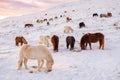 Icelandic Horses In Winter, Rural Animals in Snow Covered Meadow. Pure Nature in Iceland. Royalty Free Stock Photo