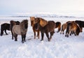 Icelandic Horses In Winter, Rural Animals in Snow Covered Meadow. Pure Nature in Iceland. Royalty Free Stock Photo