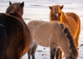 Icelandic Horses In Winter, Rural Animals in Snow Covered Meadow. Pure Nature in Iceland. Royalty Free Stock Photo