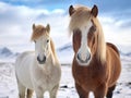 Icelandic Horses in Winter Time