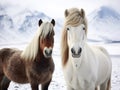 Icelandic Horses in Winter Time Royalty Free Stock Photo