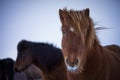 Icelandic Horses in Winter Time Royalty Free Stock Photo