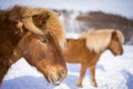 Icelandic Horses in Winter Time Royalty Free Stock Photo