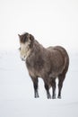 Icelandic Horses in Winter Time Royalty Free Stock Photo